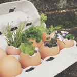 Eggciting Herb Garden